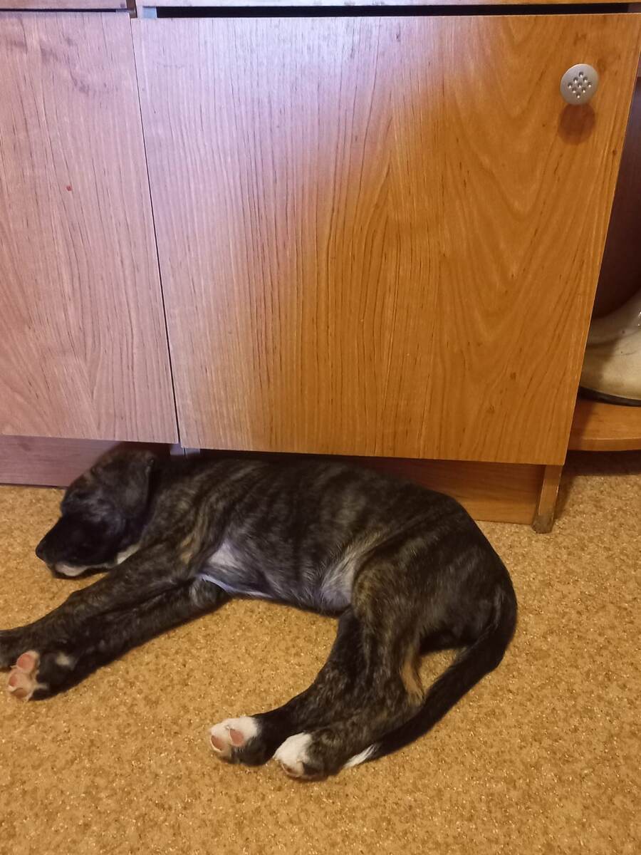 Марта. Устала. Фото из личного архива.