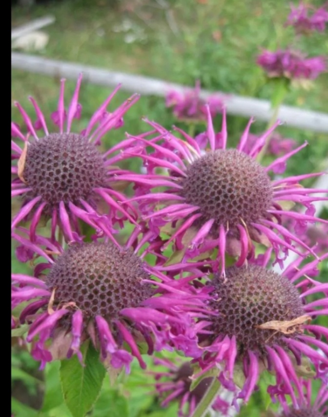 Фото из огорода