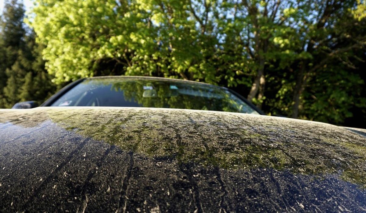     Пыльца на автомобиле. Источник: rbc.ru Автор фото: Imago-images / Global Look Press