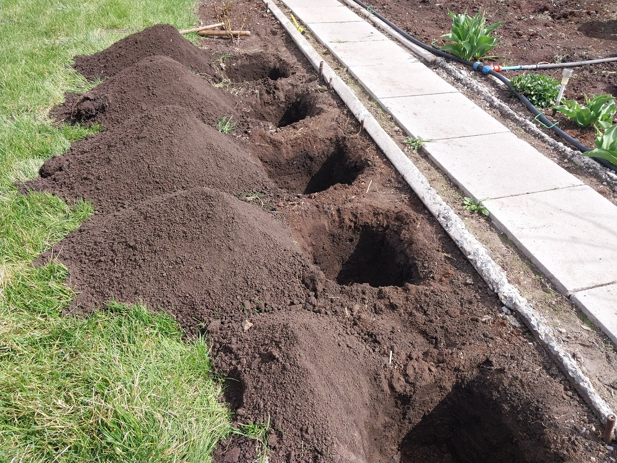 Пять ям вырыты собственноручно 50х50х50 см