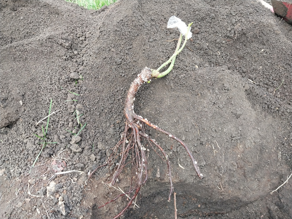 Вот такой корень у розы может быть