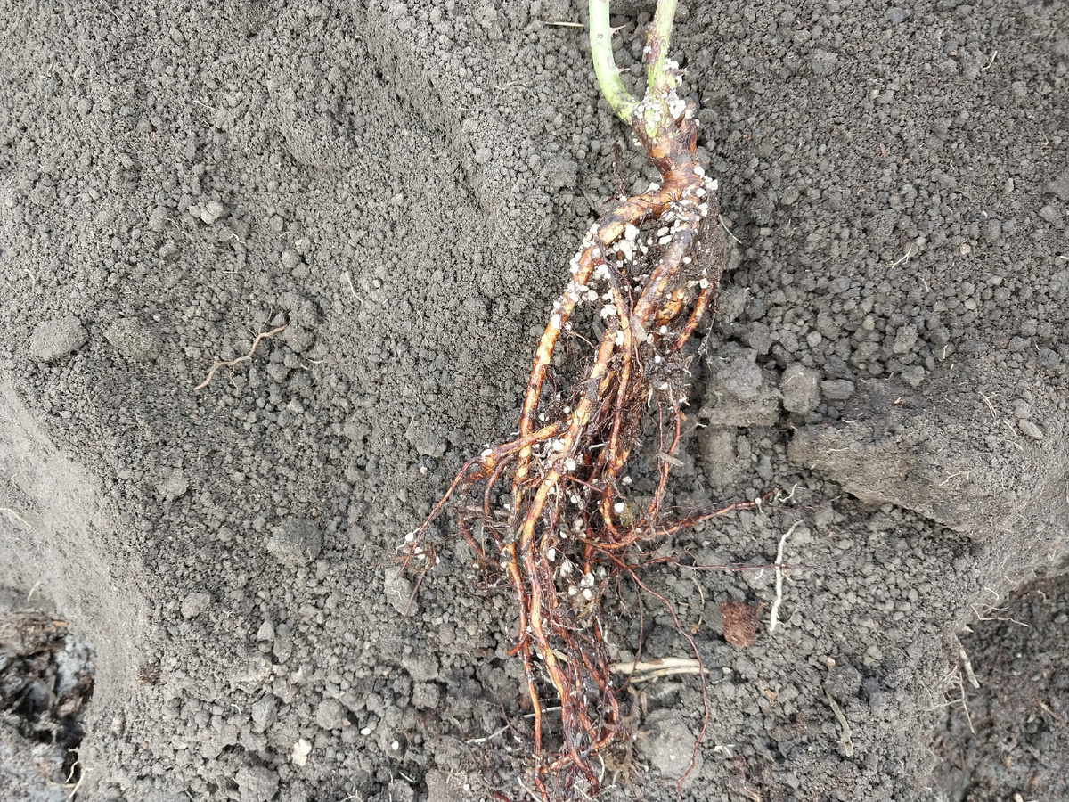 У каждой красавицы свои корни