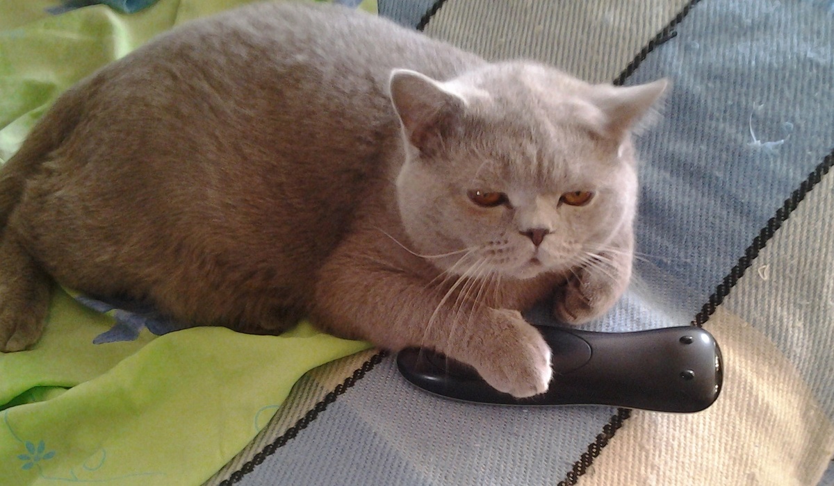 Этому котику тоже нечего смотреть...