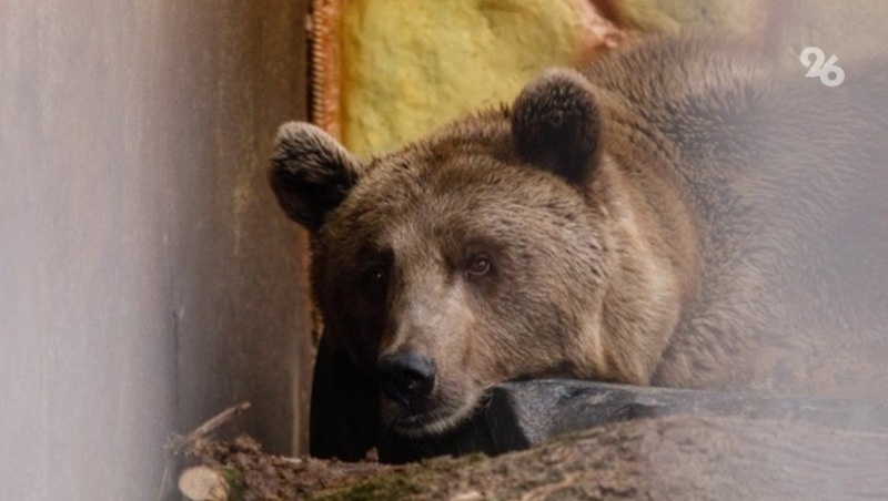      Фото: ИА «Победа26»