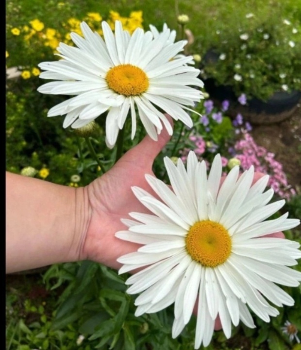 Фото цветов из сада моей сестры