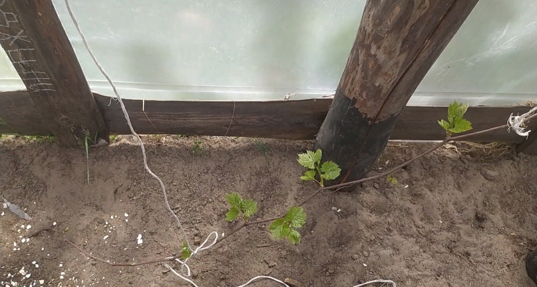 Ламборджини в теплице.