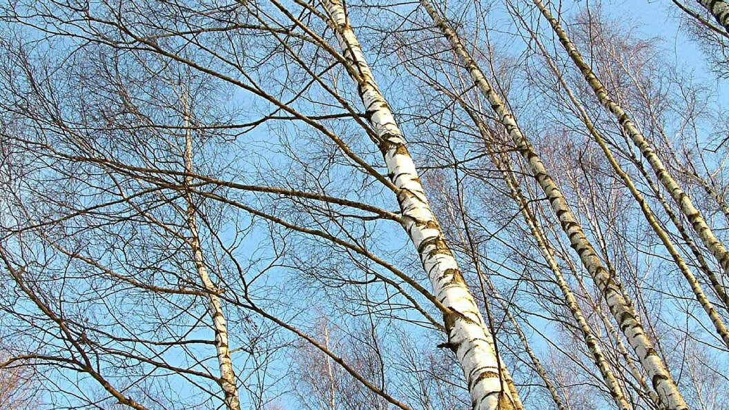    виктор лисицын/Globallookpress