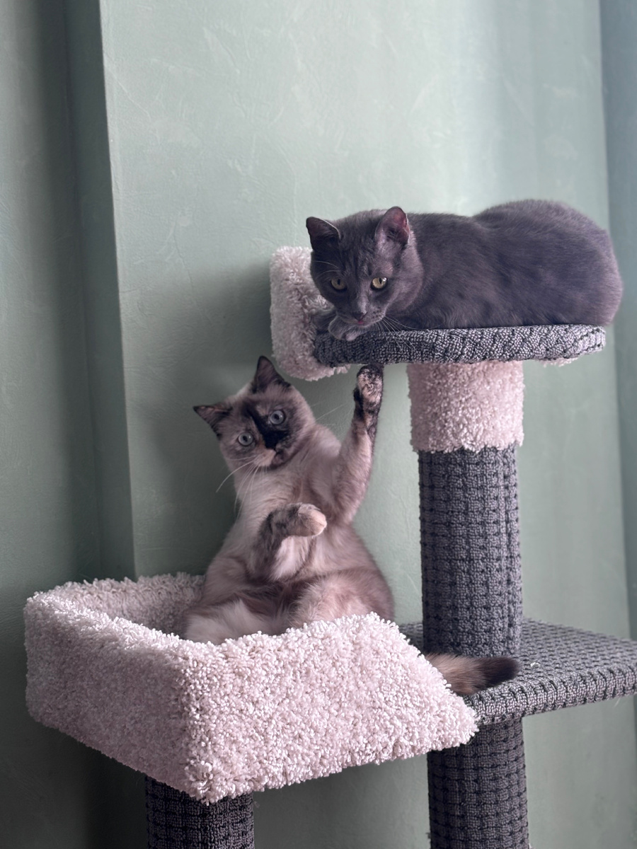 Арсений ( предположительно «британец») и Марта (предположительно «Snow shoe»)