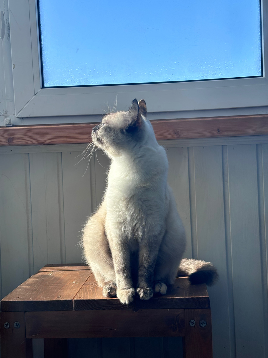 Красавица Марта