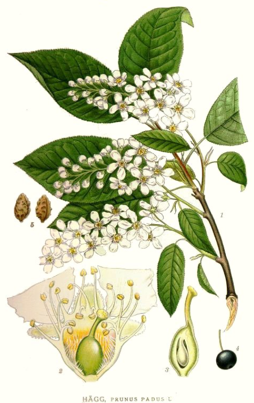 Ботаническая иллюстрация из книги К. А. М. Линдмана Bilder ur Nordens Flora, 1917—1926