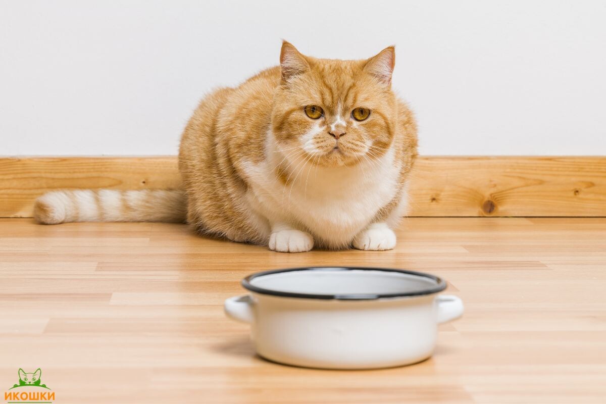 Кот с миской 