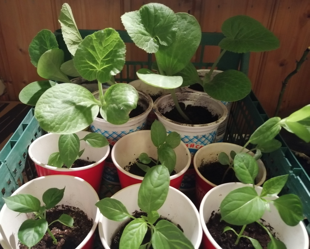 Сверху рассада тыквы