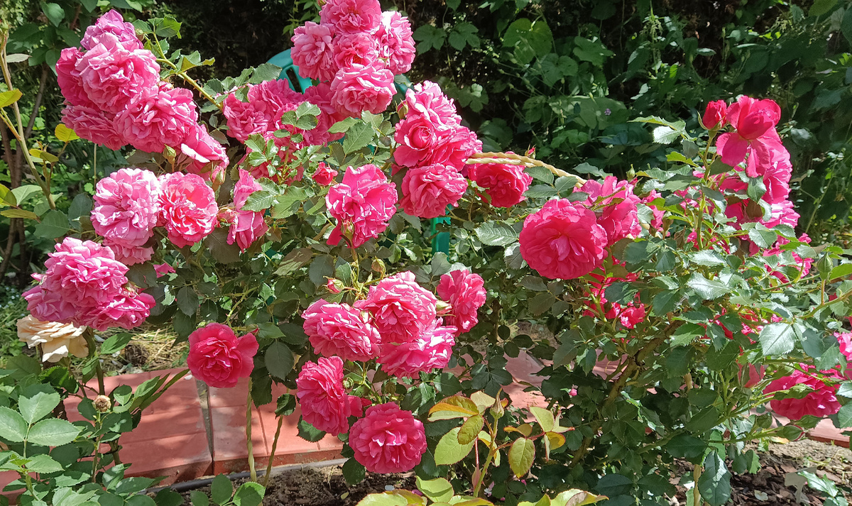 РОЗАРИУМ ЮТЕРСЕН