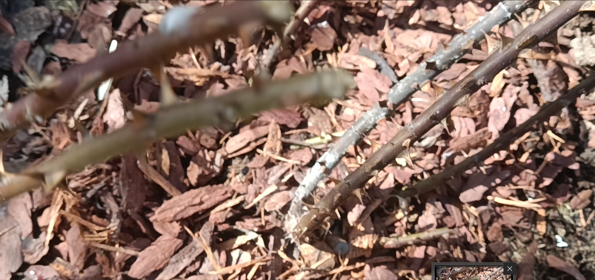 Такие подмерзшие заболевшие побеги обрезать, не жалея.