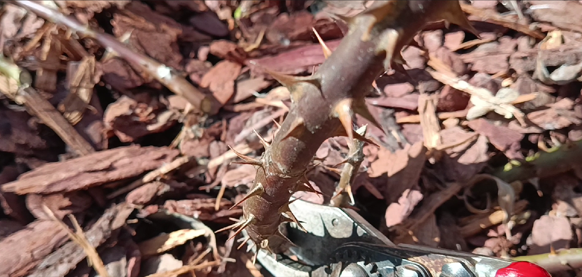 Вырезаем все мороженные побеги на нулевую почку.