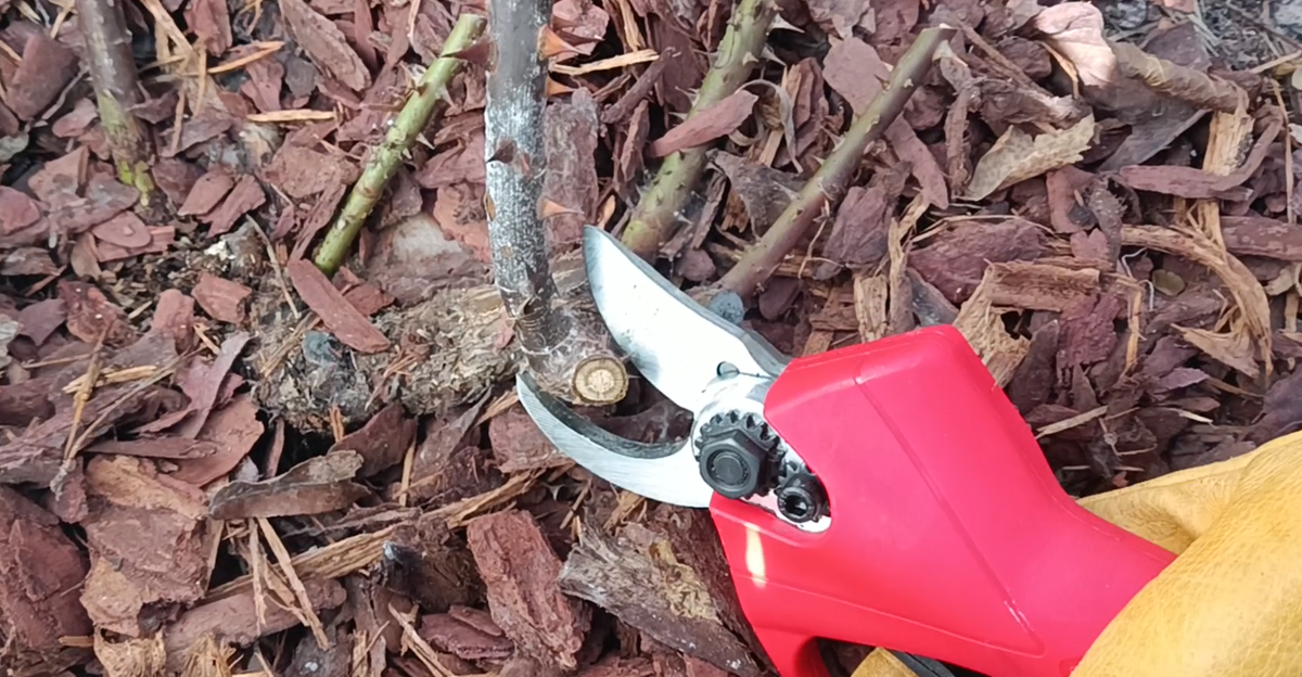 Пеньки с коричневой серединкой не оставляем.