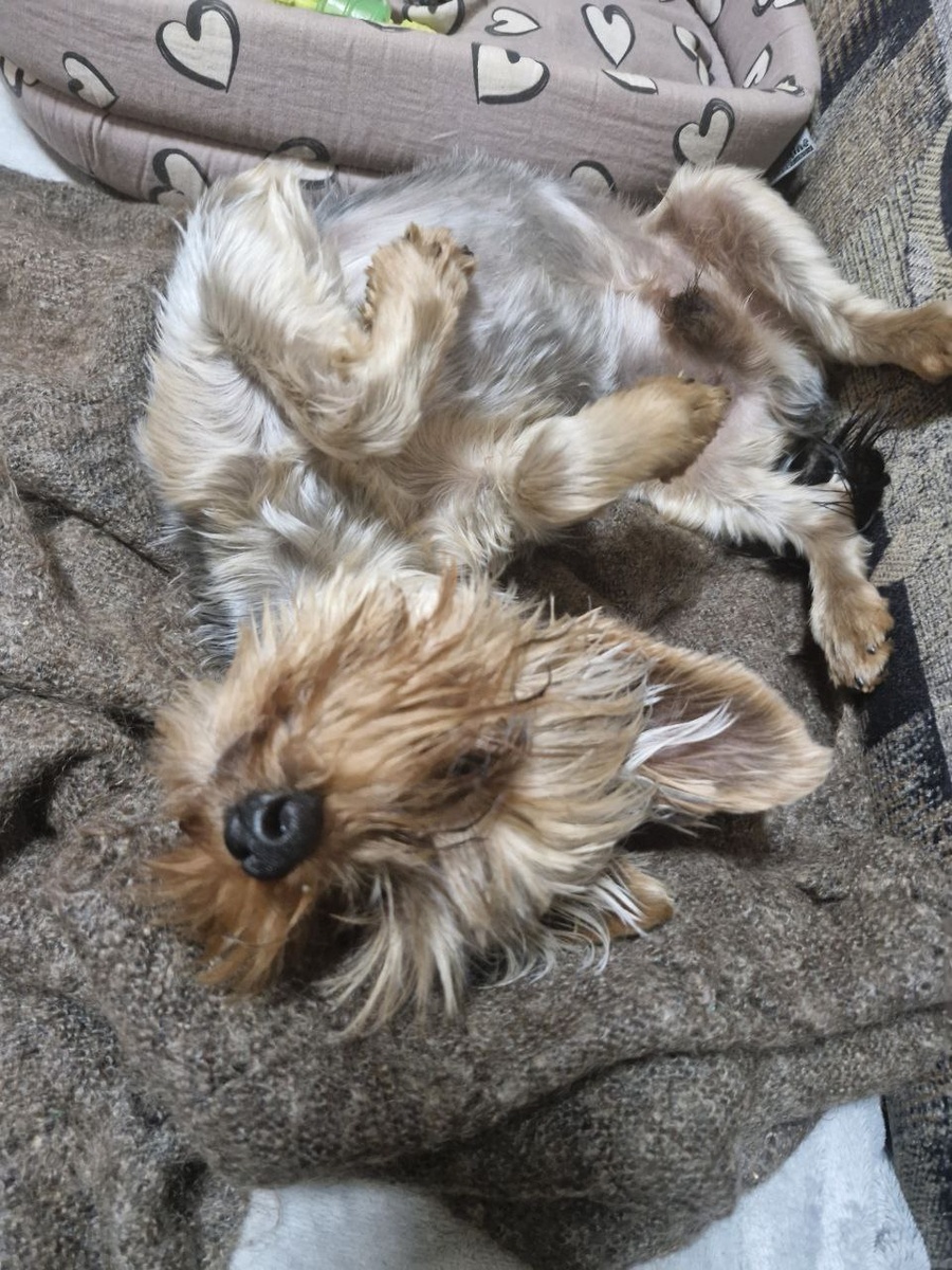 Свежих фоток у меня нет, поэтому ловите фото моей собаки