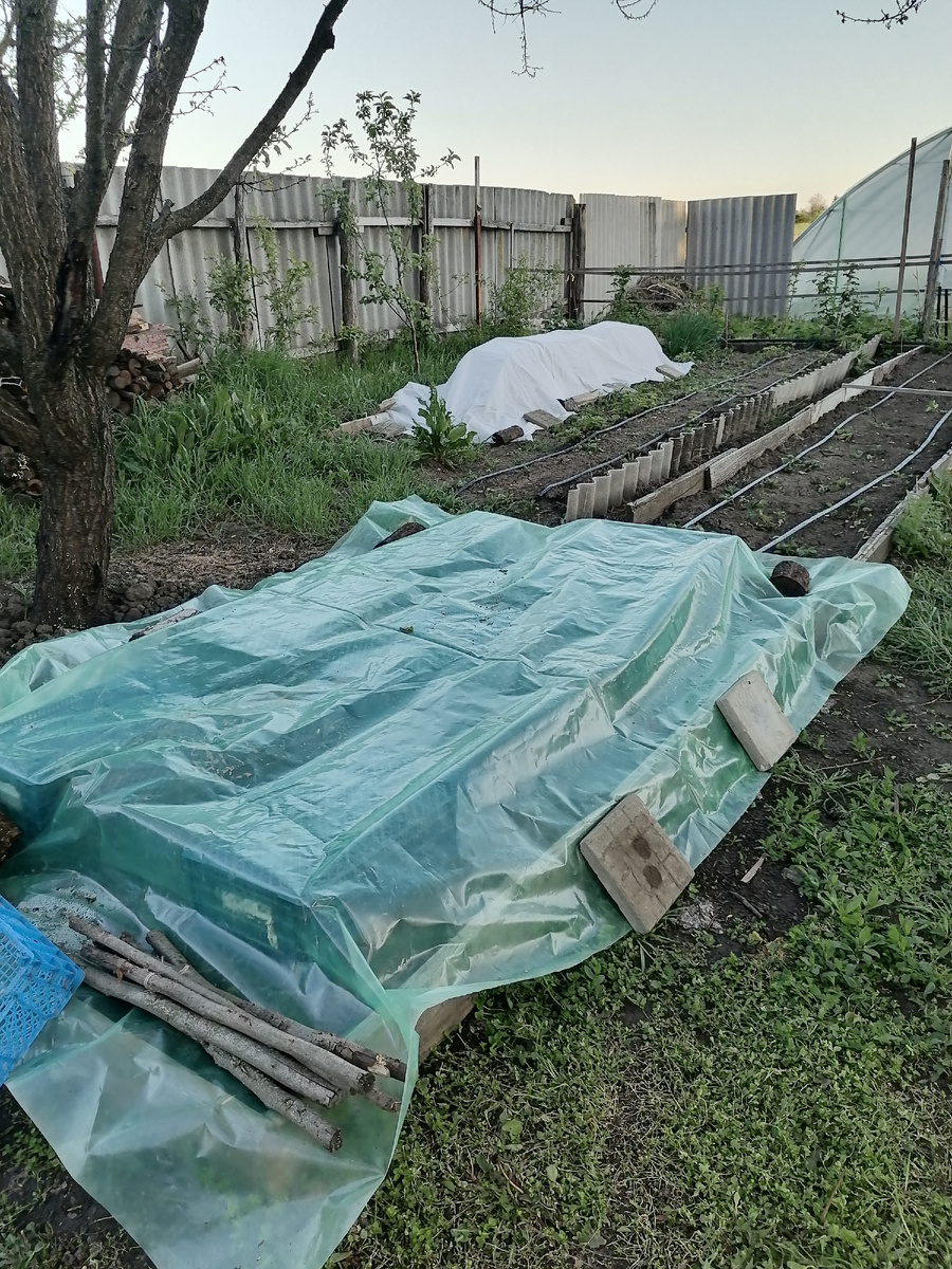 Укрыты помидоры