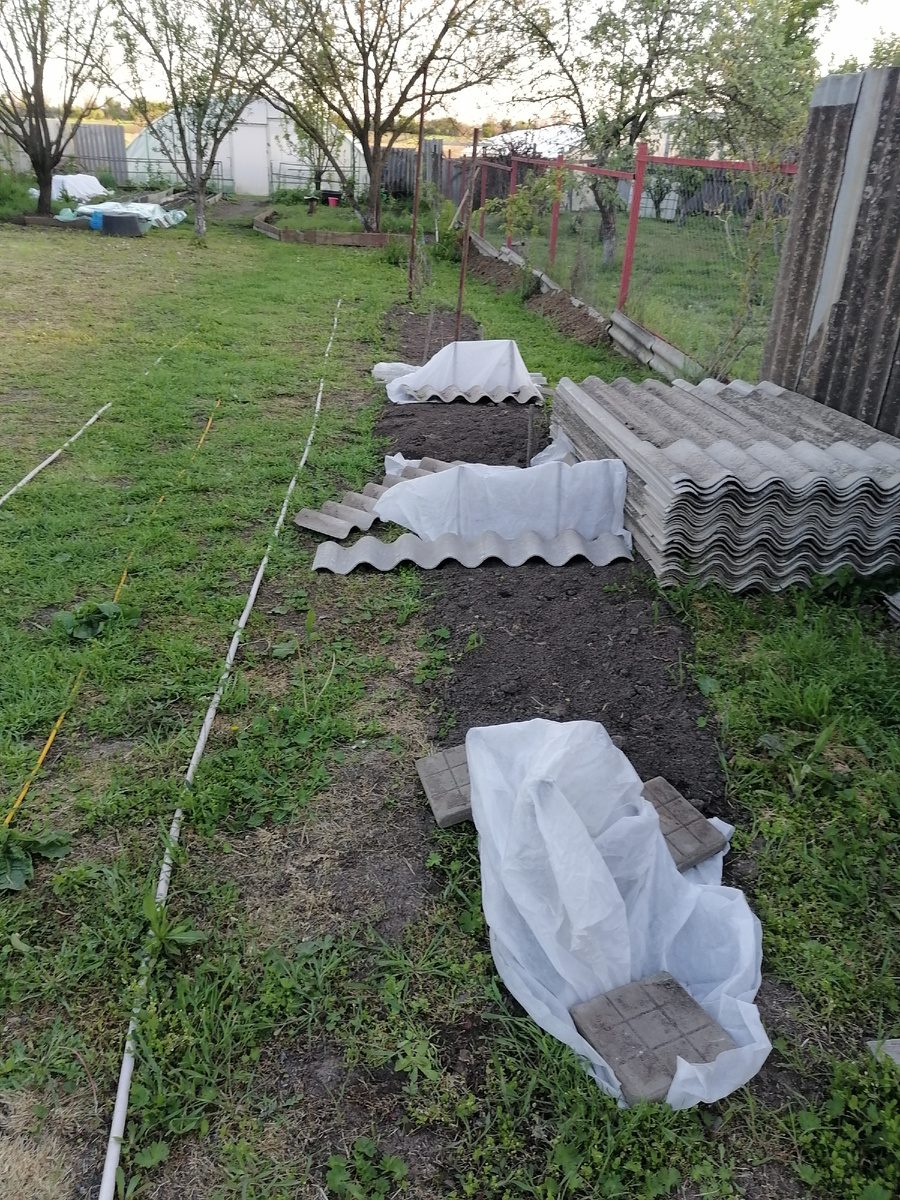 Саженцы винограда тоже спрятаны