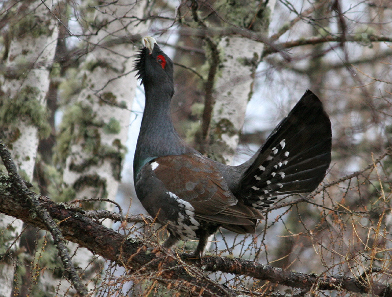 Глухарь Терентий на дереве