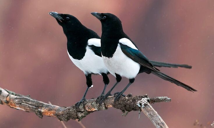 Сороки Скабея и Евгеша