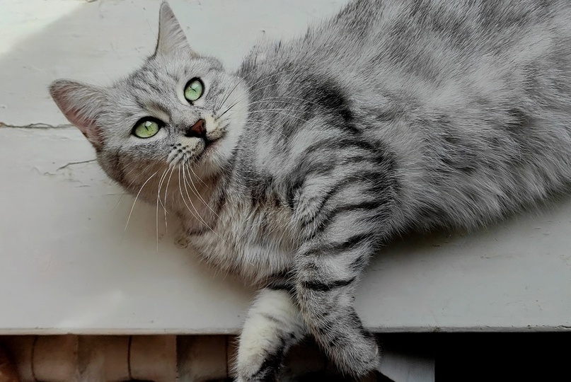 📷ТОП-5 самых фотогеничных хвостиков недели