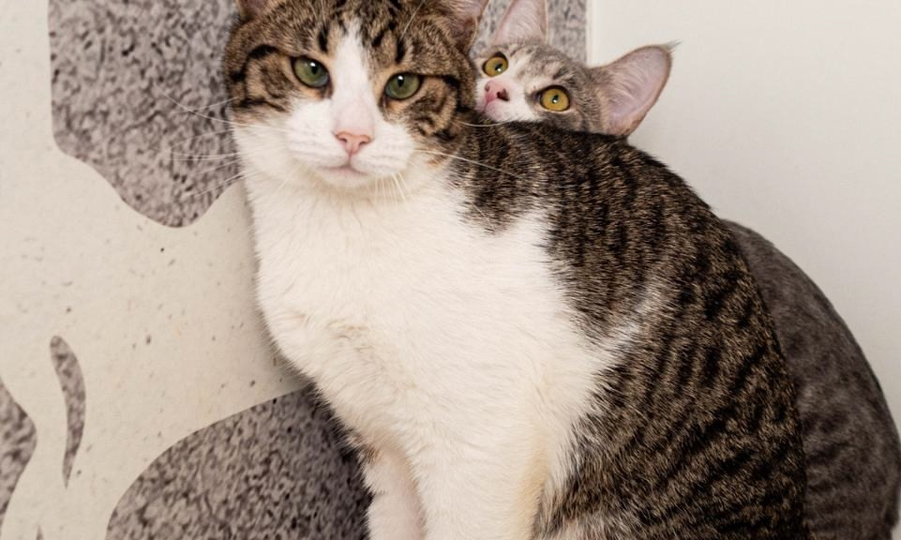 ❗ДОМА❗Очаровательные котики Толя и Йося ищут себе хозяев 👨‍👩‍👧🔎😸😽