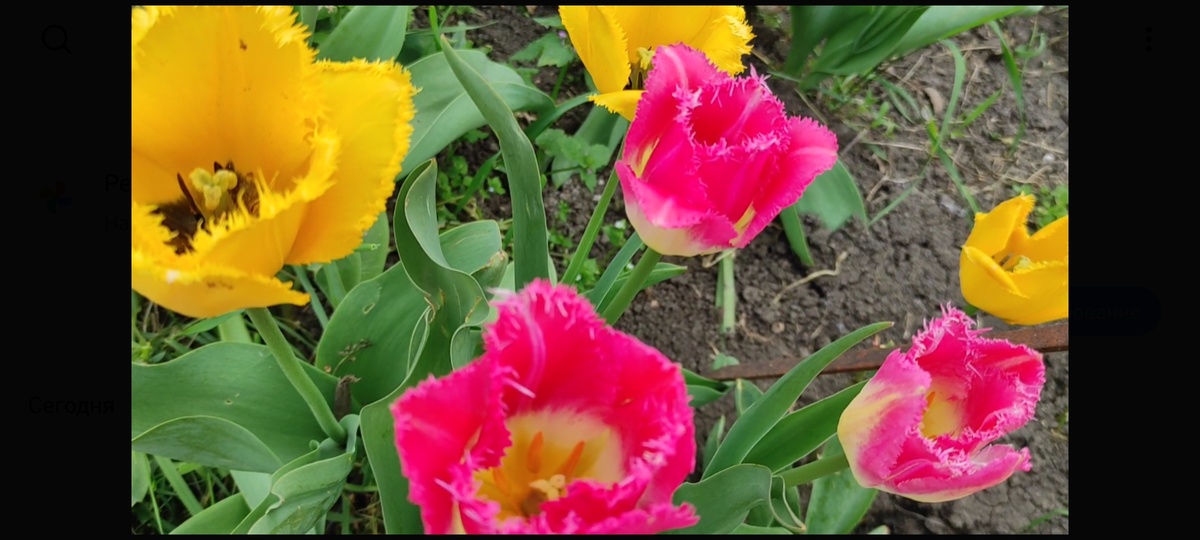 Тюльпаны-кусочек рая🎀🎀🎀