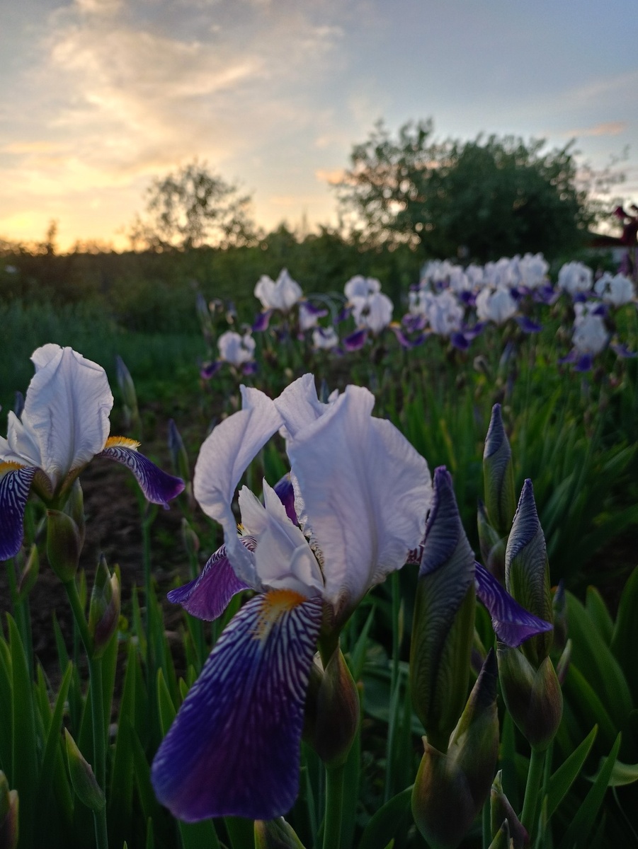 Фото автора. Ирисы. 