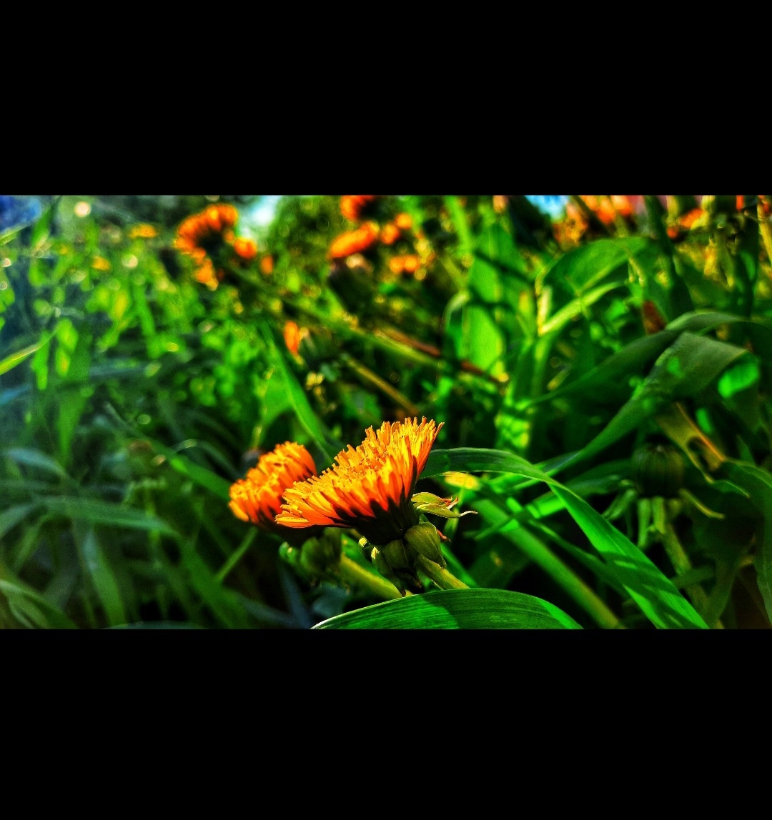 Моё фото, вчера возле дома сфоткала) 