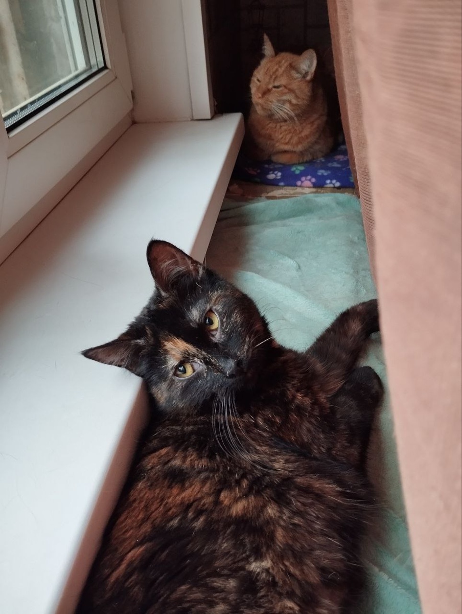 Вышла! Набегалась. довольная)) со Старшим котом