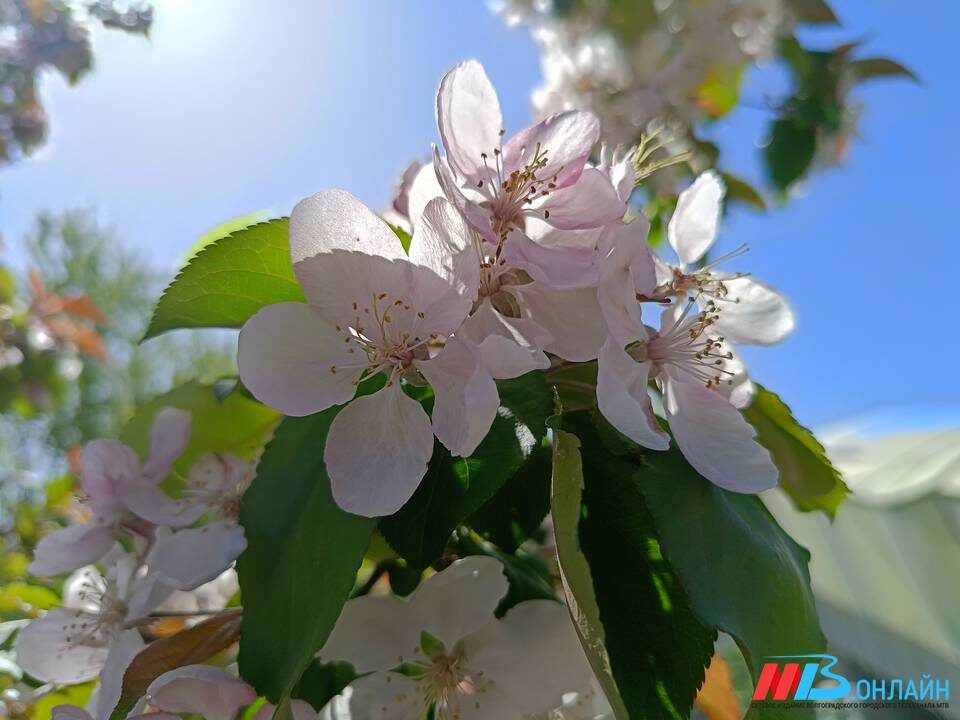    Фото: МТВ.ОНЛАЙН / Елизавета Денисова