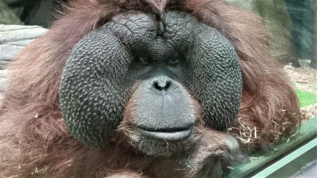 Джентон 46 лет.