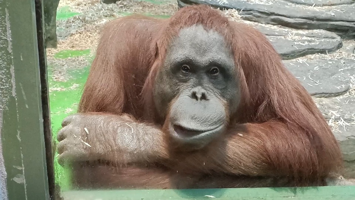 Личана 39 лет.