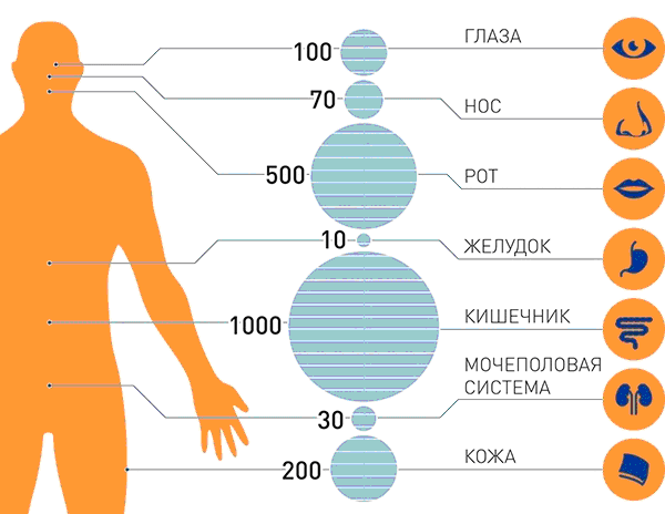 Бактерии в организме человека 