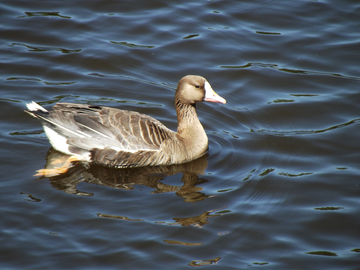 Белолобый гусь