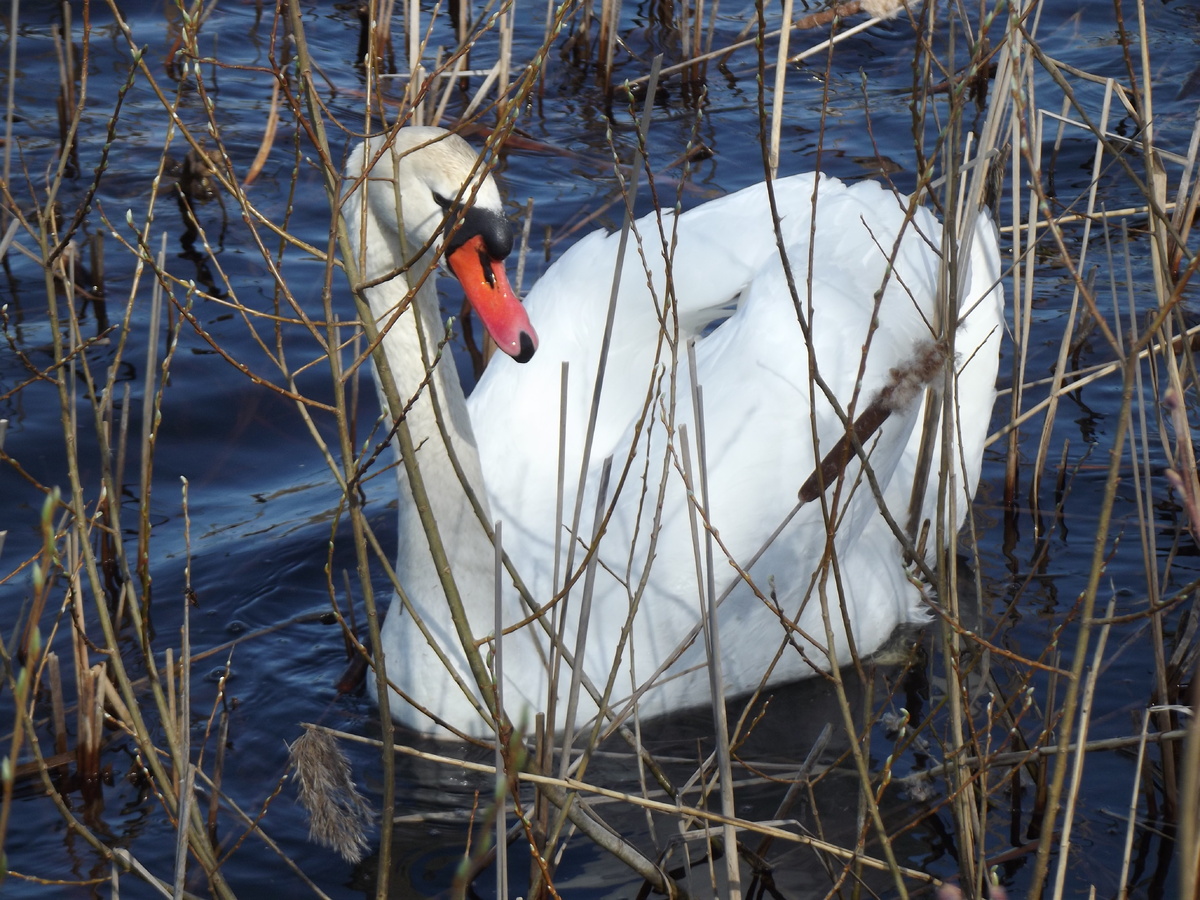 Лебедь-шипун, Идрица