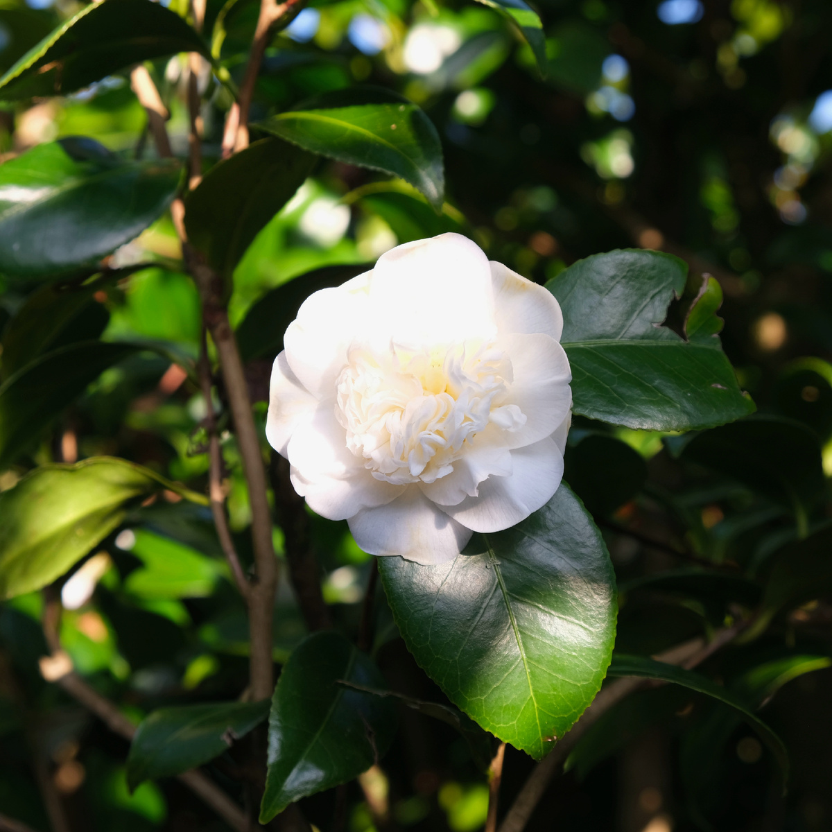 Камелии цветут