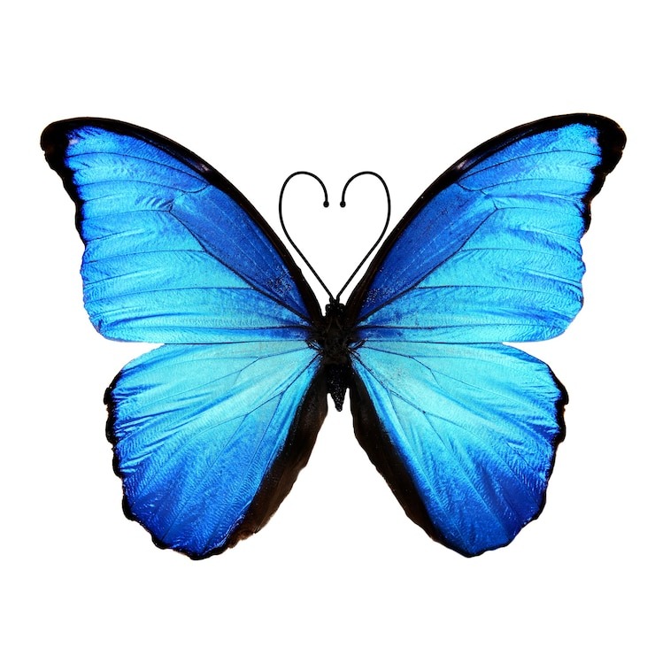 "Тетрадь с бабочками" - так и пришло ко мне название этой новой статьи) Лучше ведь и не придумать))