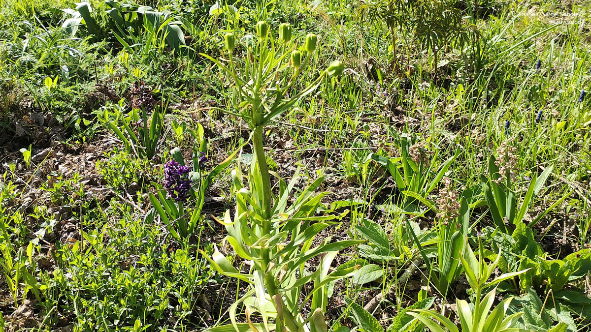 Зелёные завязи на Рябчике императорском (Fritillaria imperalis).