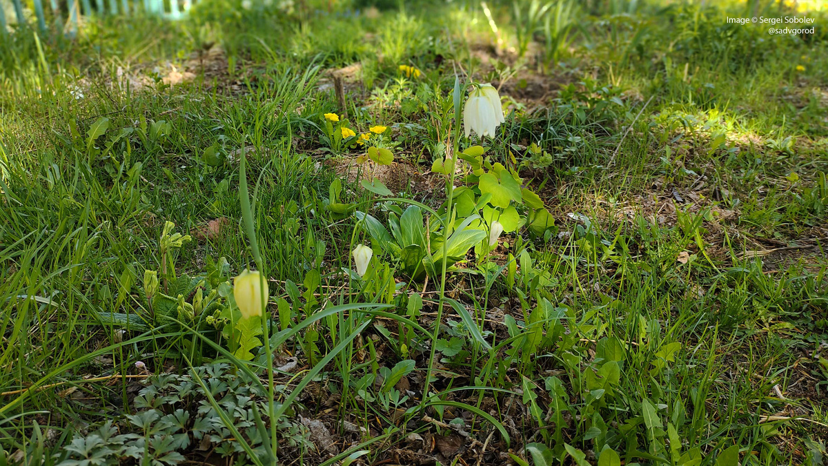 Рябчик шахматный ф. белая (Fritillaria meleagris f. alba) Пока цветут трое. Ну, ничего, через пару лет будет уже целая поляна.