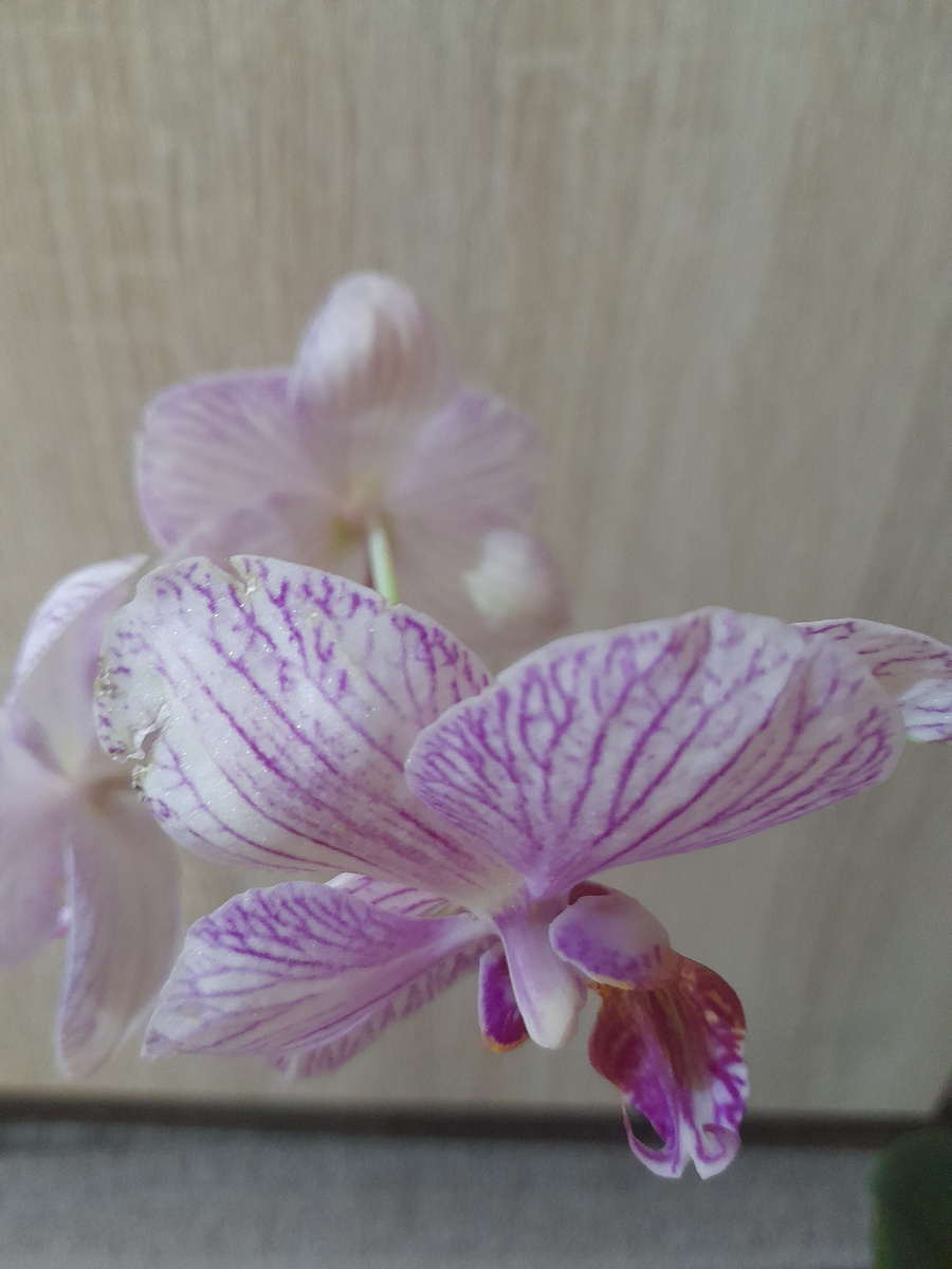 очень красивая расцветка, мне понравился, а вам?