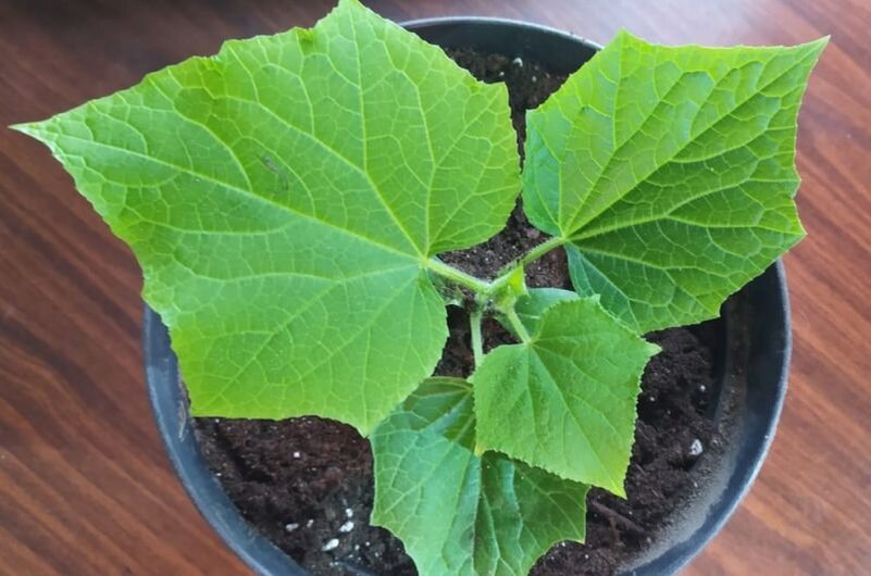 1 ст. л. на 1 литр воды для крепкой и коренастой рассады огурцов