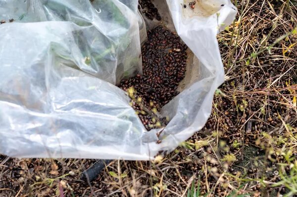 Неизвестные насекомые атаковали поля села Ерасхаун в Армавире © Sputnik / Aram Nersesyan
