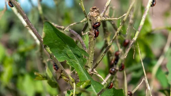 © Sputnik / Aram Nersesyan