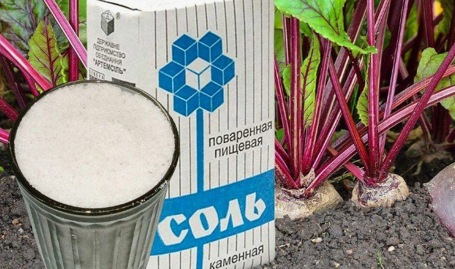 9 дней назад с восторгом узнал, чем соль полезна для огорода. 5 хитростей, о которых помнят в деревнях