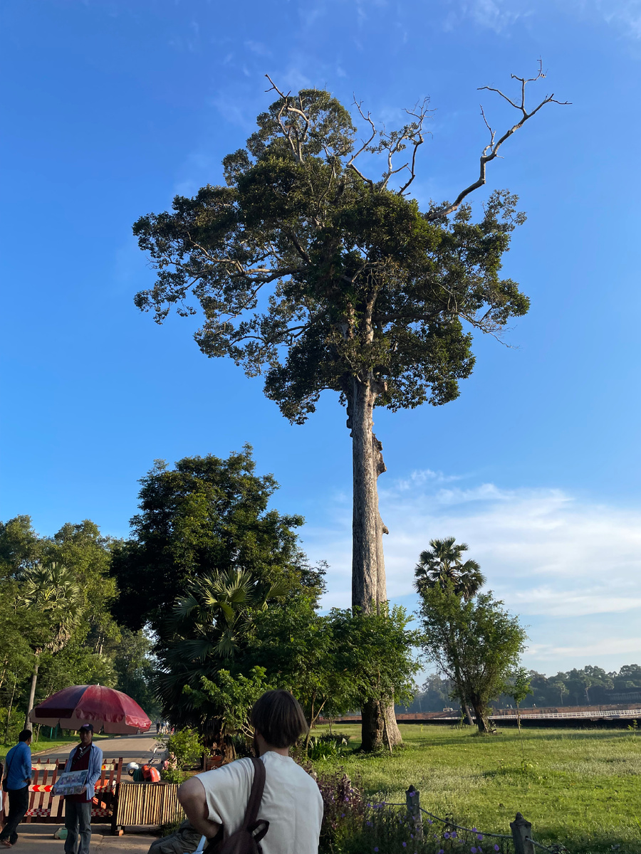 Удивительная природа Камбоджи