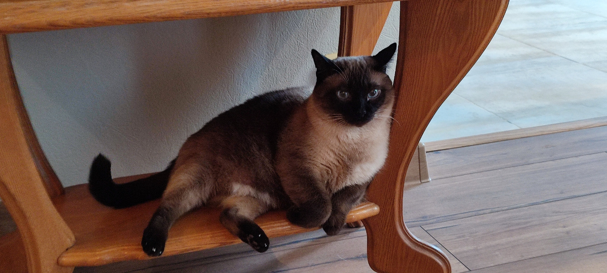 Цербер. Сиамский кот. Возраст около 15 лет или даже больше