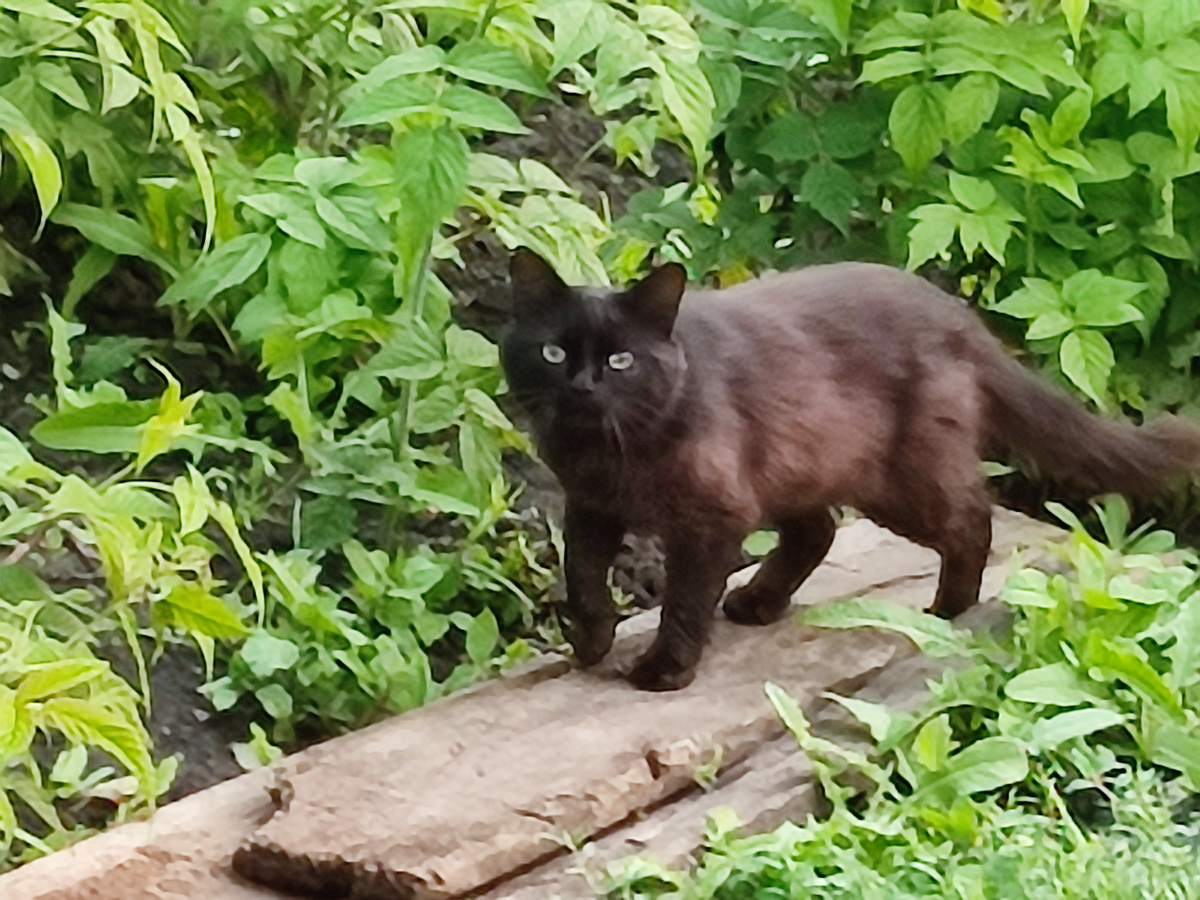 Соседский кот летом. Год назад. Пришел знакомиться.