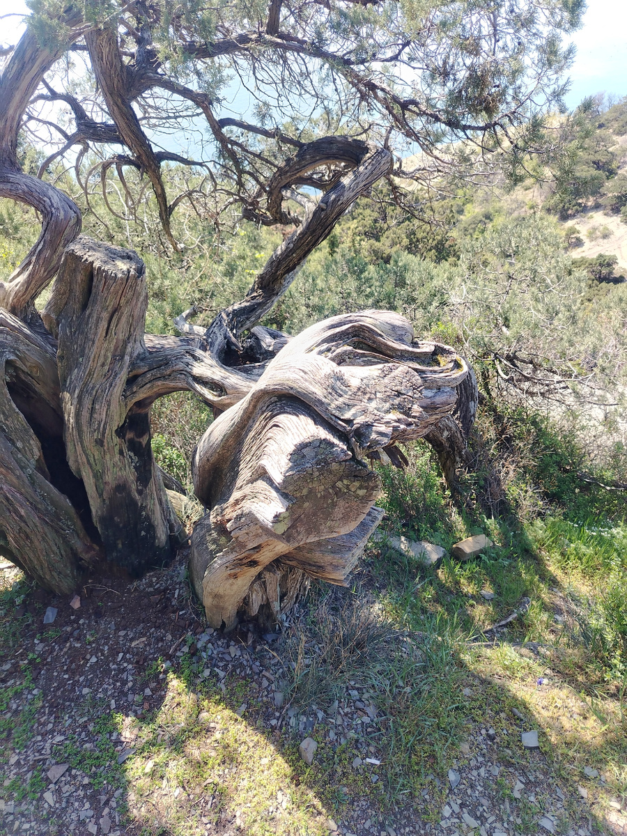Природная красота можжевельник